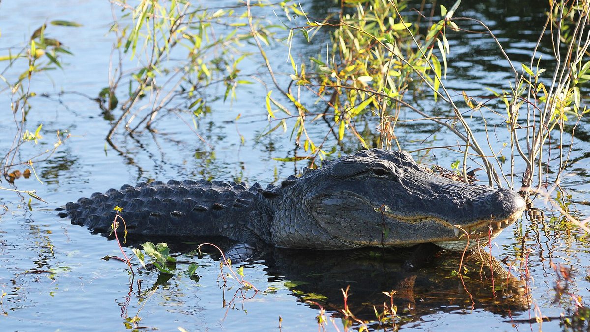 Best Florida Wildlife